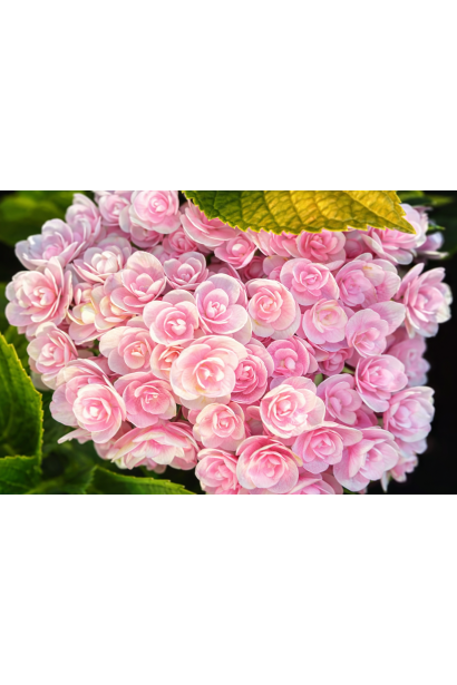 Hydrangea macrophylla Ю енд Мі Лав цвітіння